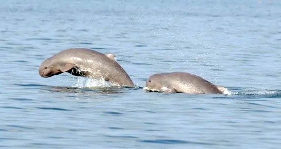 t 01 Efforts to solve inbreeding among Irrawaddy dolphins in Songkhla Lake South Thailand 1