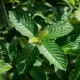 Understanding Gold Rush Kratom Important Facts