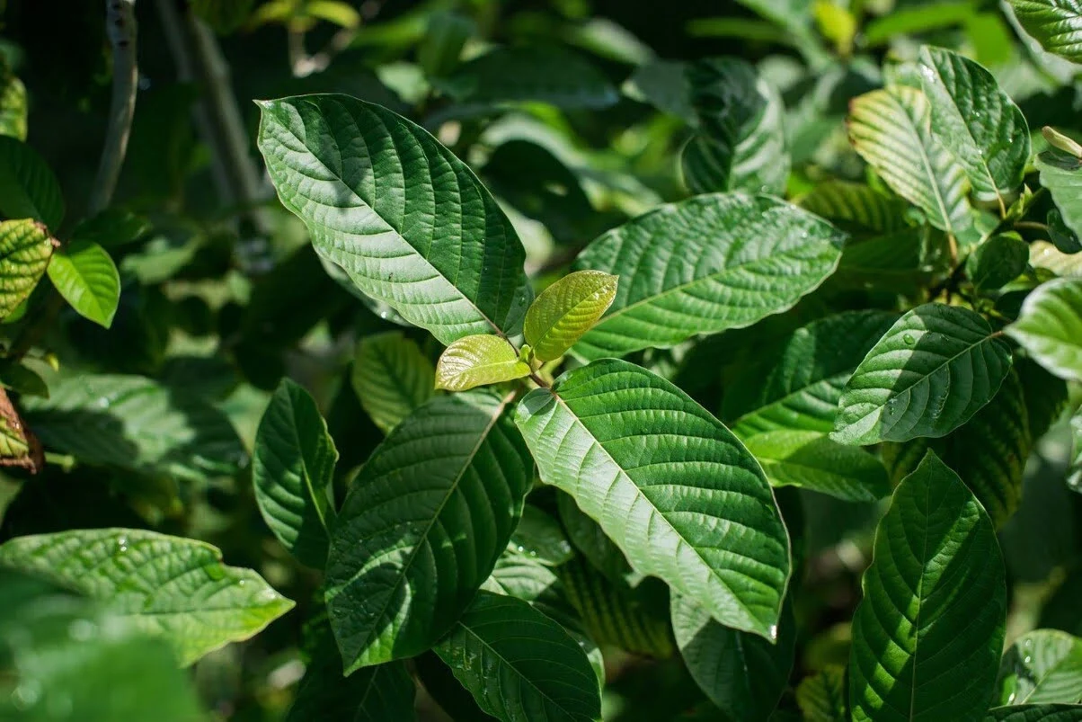 Understanding Gold Rush Kratom Important Facts