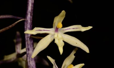 Researchers in Thailand Discover Rare New Orchid Species