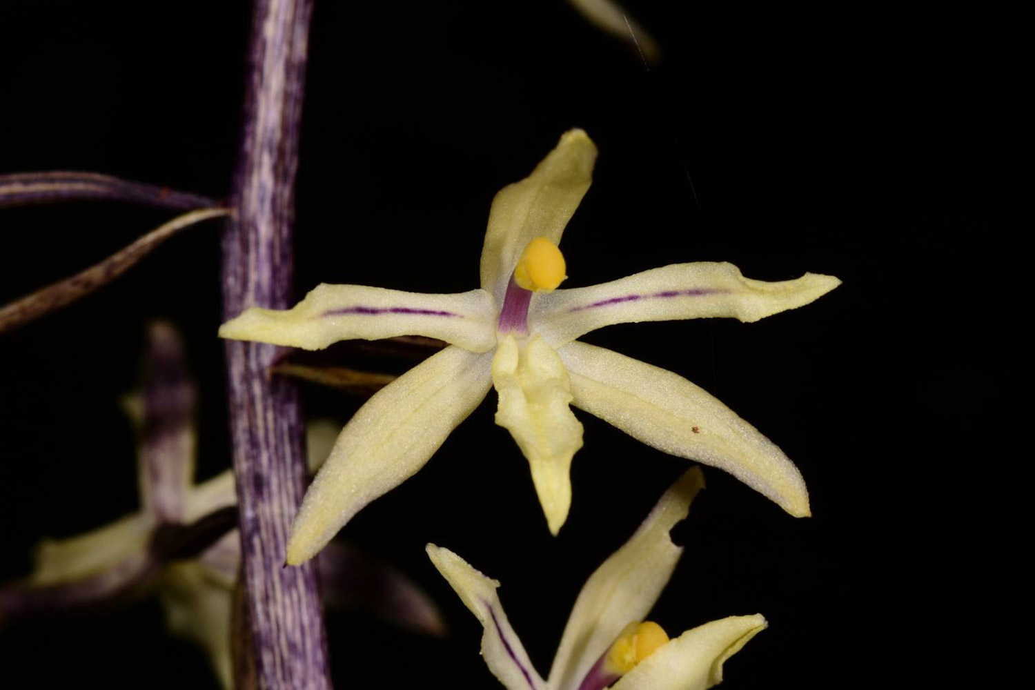 Researchers in Thailand Discover Rare New Orchid Species