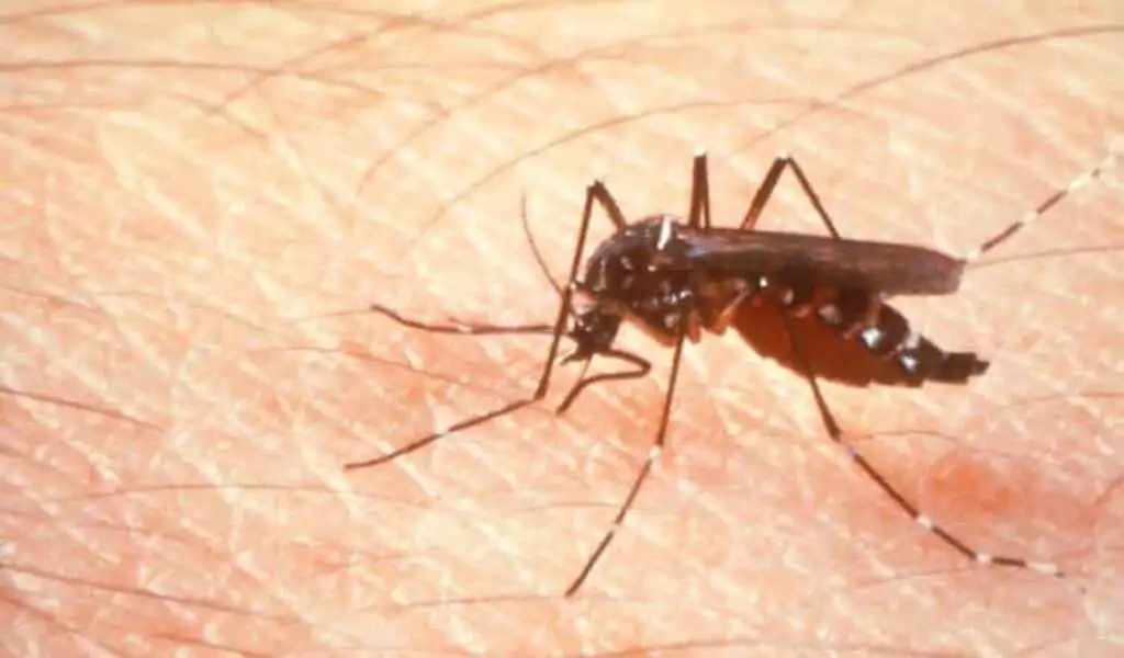 Chikungunya Response To Be Strengthened By Caribbean Nations, Says PAHO