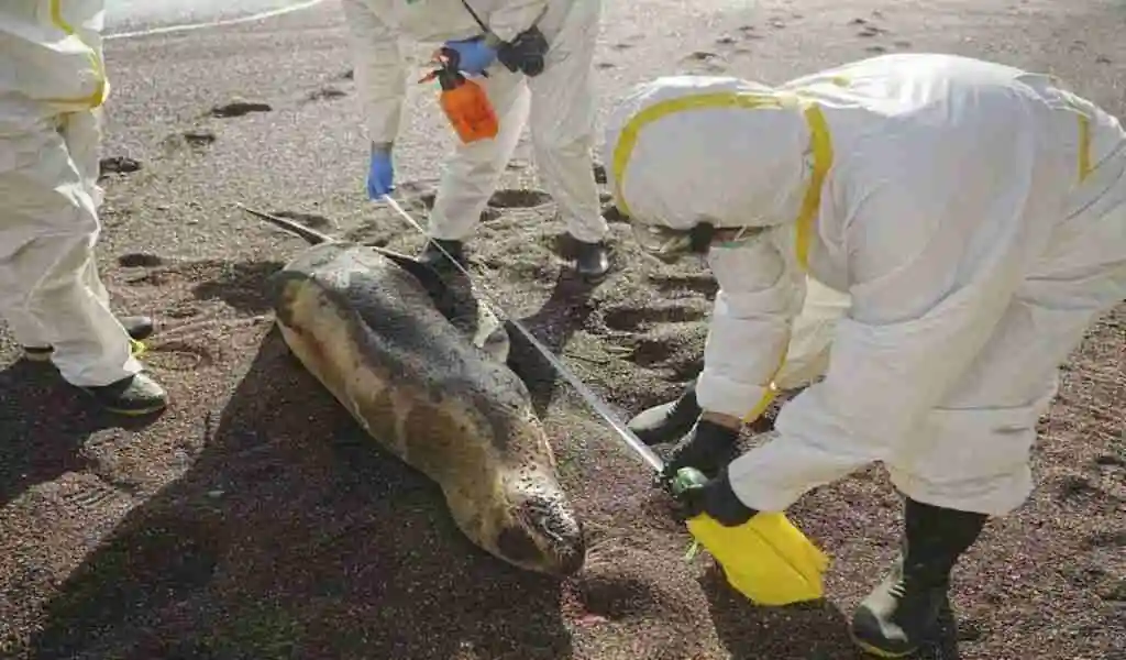 The Bird Flu In Peru Kills 55,000 Birds And 500 Sea Lions