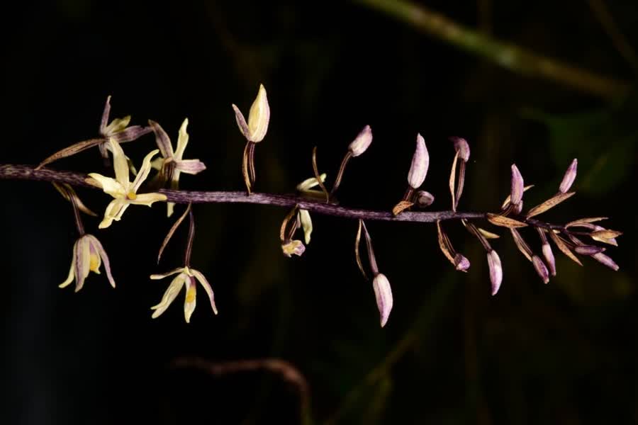 Researchers in Thailand Discover Rare New Orchid Species