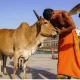 India Will Celebrate Cow Hug Day on February 14 Instead of 'Western' Valentine's Day