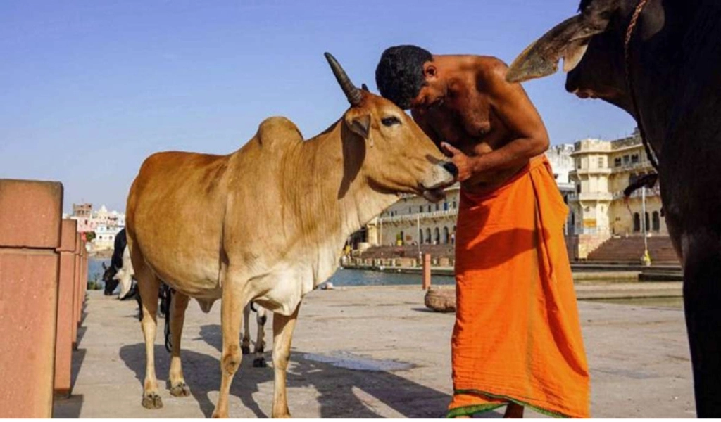 India Will Celebrate Cow Hug Day on February 14 Instead of 'Western' Valentine's Day