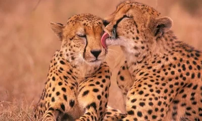 Kuno National Park: India Receives 12 Cheetahs From South Africa
