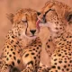 Kuno National Park: India Receives 12 Cheetahs From South Africa