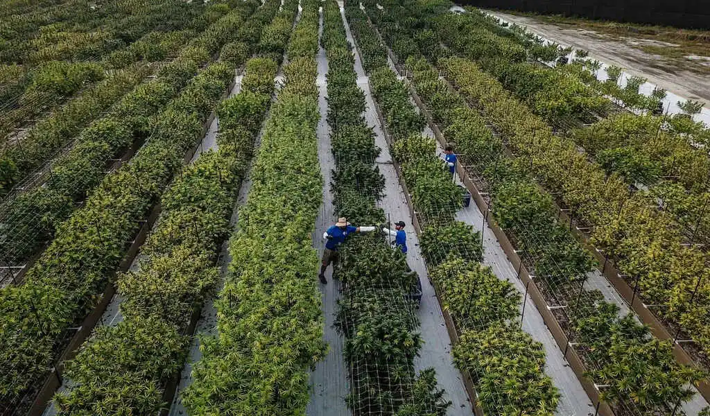 Miracle-Gro Subsidiary Sues Over Alleged Sabotage of $175M Cannabis Interest