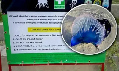 Phuket Officials are Warning Tourists to Beware of Potentially Dangerous Jellyfish