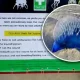 Phuket Officials are Warning Tourists to Beware of Potentially Dangerous Jellyfish