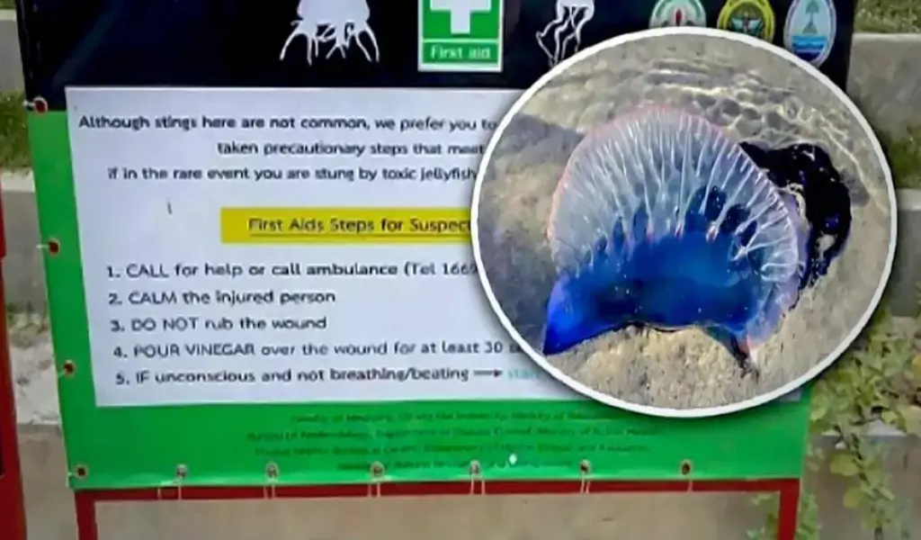 Phuket Officials are Warning Tourists to Beware of Potentially Dangerous Jellyfish
