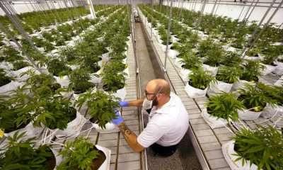What are the Reasons for Cannabis Becoming legal in Many Countries