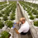What are the Reasons for Cannabis Becoming legal in Many Countries