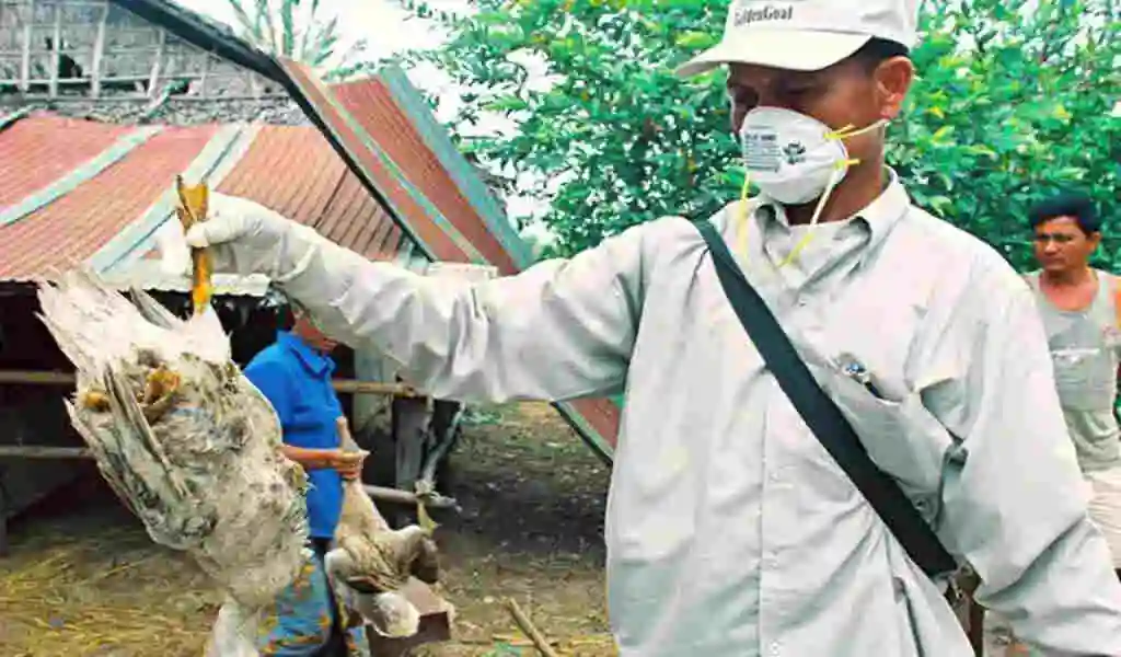 H5N1 Bird Flu Has Killed a Young Girl In Cambodia