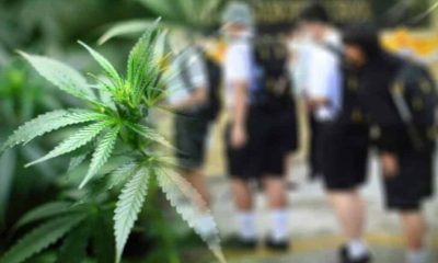 cannabis school