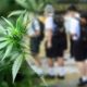 cannabis school