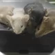 Baby Mice