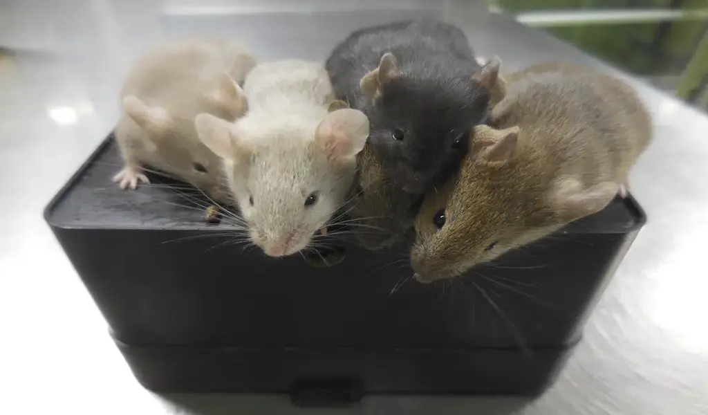 Baby Mice