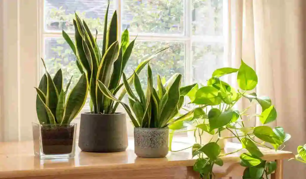 The 5 Best Houseplants To Give As Gifts