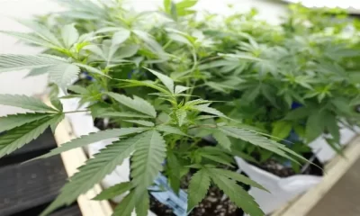 China Deports Foreigner for Cannabis Use in Thailand
