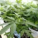 China Deports Foreigner for Cannabis Use in Thailand
