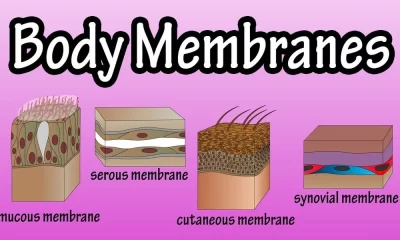 Different Kinds Of Membranes