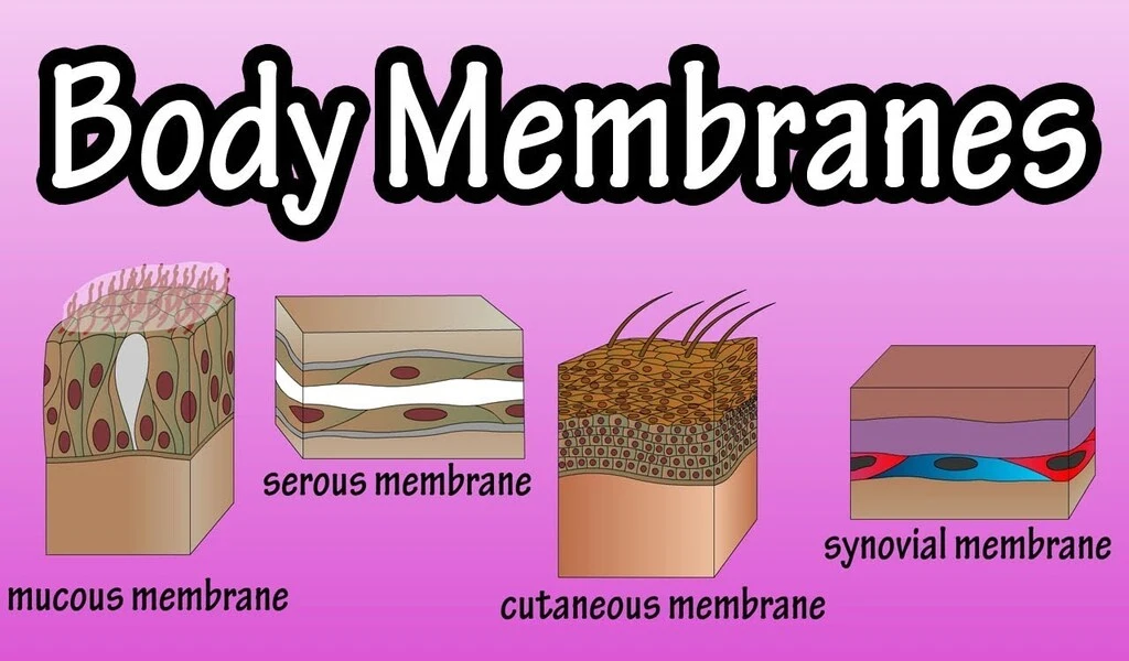 Different Kinds Of Membranes