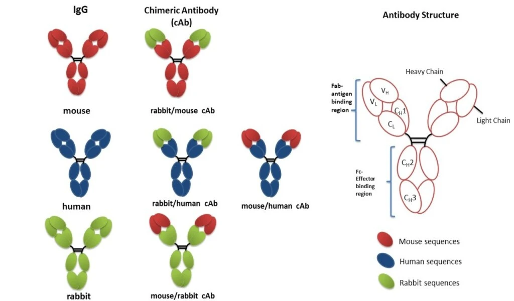 How Are Humanized Antibodies Made with Mouse Models?