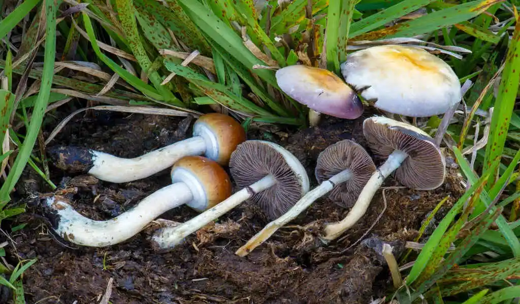 Other Magic Mushrooms Similar to Alacabenzi Strain
