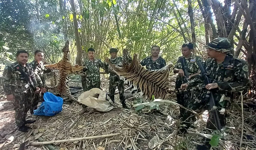 Thailand Sentences Poachers to Prison for Killing Endangered Tigers in National Park