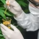 Top-Rated Medical Cannabis Clinics in Bangkok for Alternative Treatments