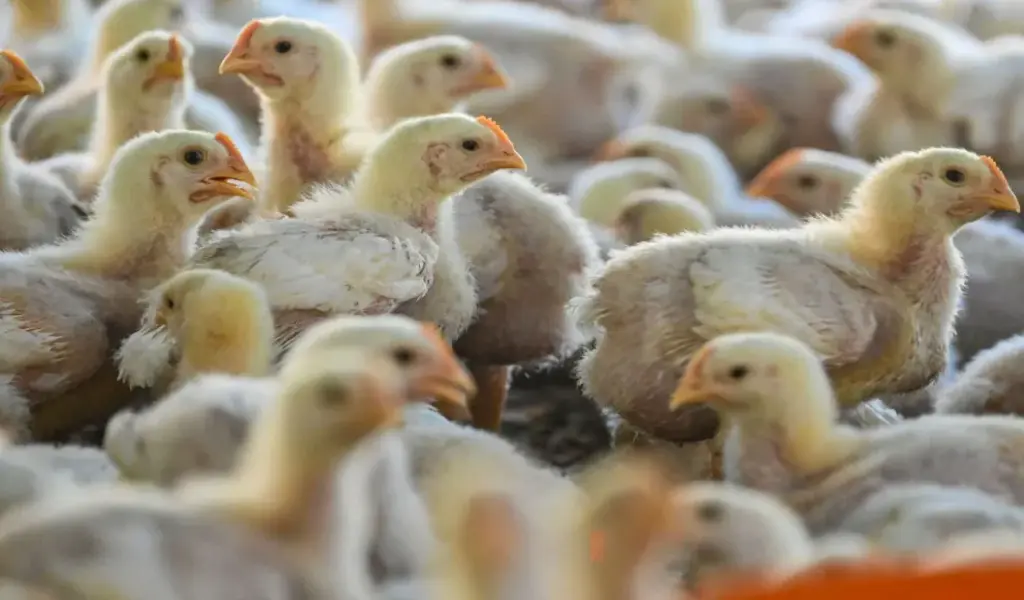 Why Chickens Aren’t Getting Their Flu Shots