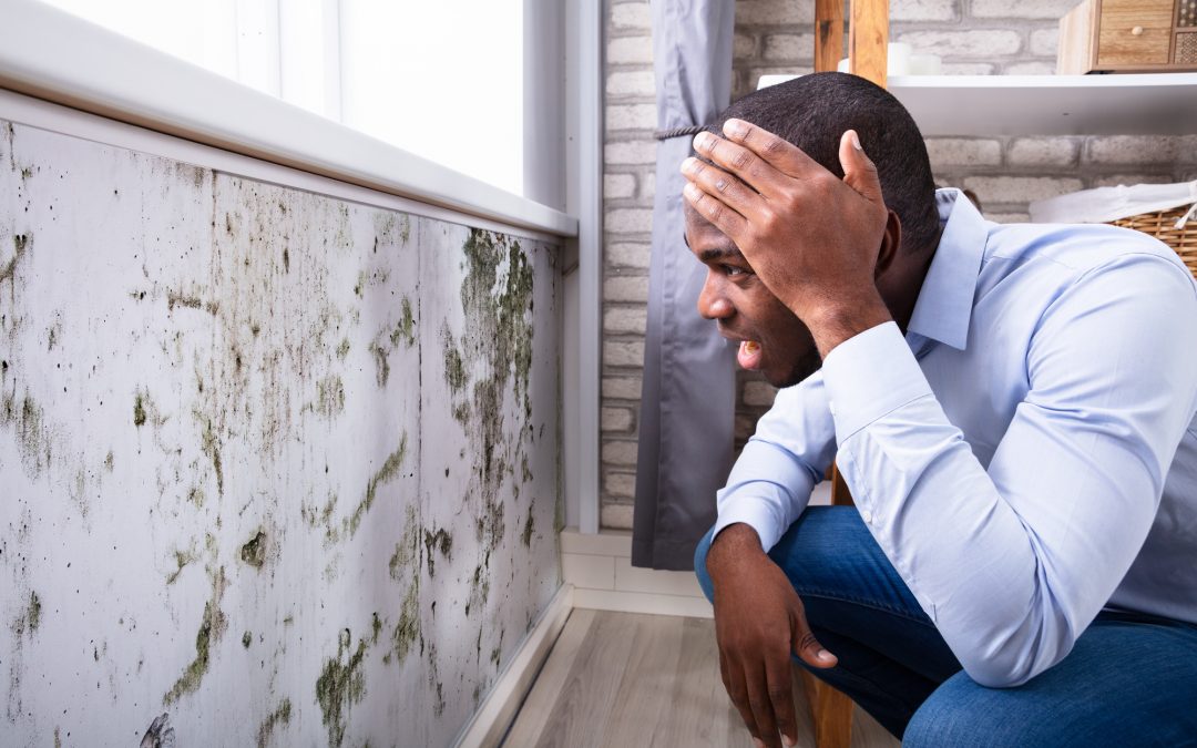The Benefits of Mould Inspection