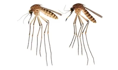 Oh No. An Exotic Mosquito Has Arrived In Florida. It's Creating a Bad Buzz