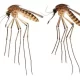 Oh No. An Exotic Mosquito Has Arrived In Florida. It's Creating a Bad Buzz