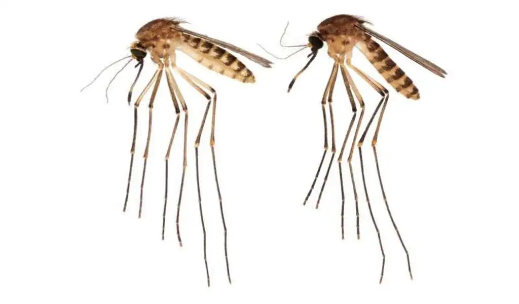 Oh No. An Exotic Mosquito Has Arrived In Florida. It's Creating a Bad Buzz