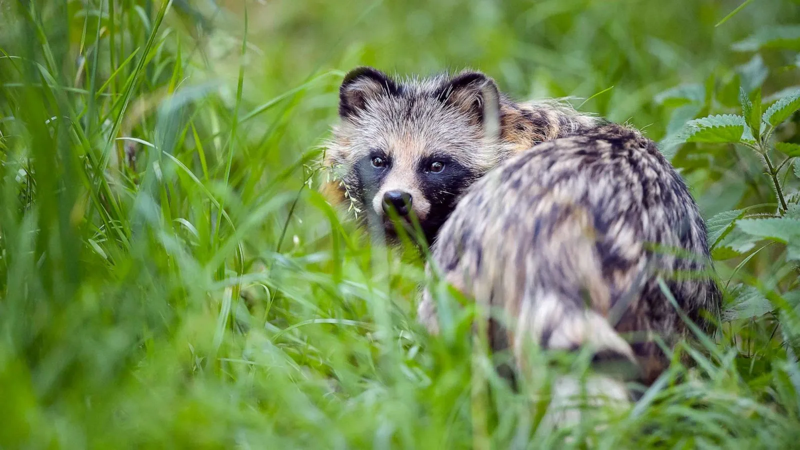 Chinese Genetic Samples Detected COVID-19 DNA In Raccoon Dogs