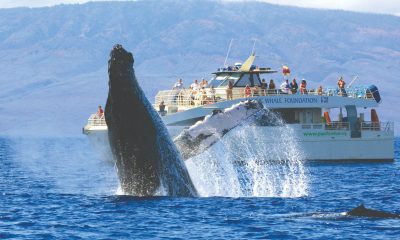 What To Look For When Choosing A Whale Watching Tour