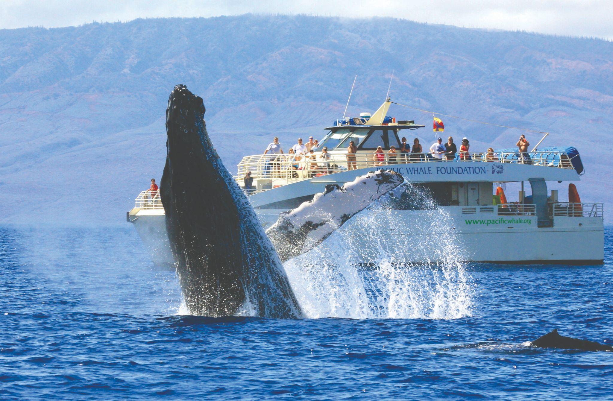 What To Look For When Choosing A Whale Watching Tour