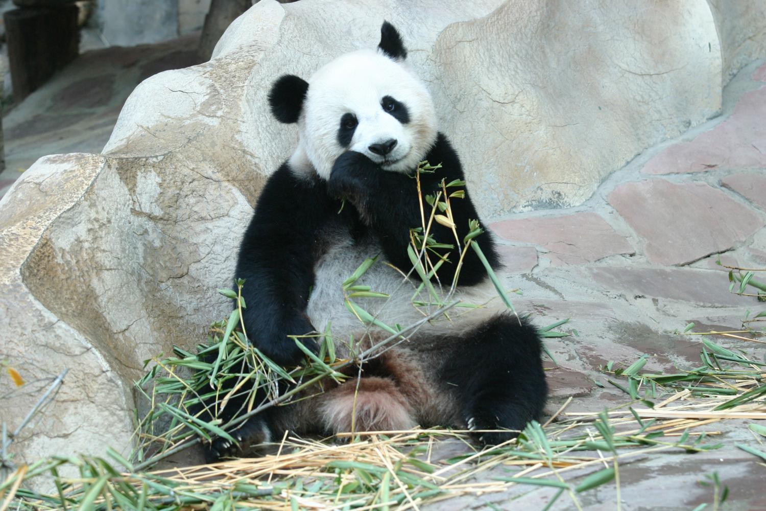 Chiang Mai Zoo in Morning After Giant Panda Lin Hui Dies