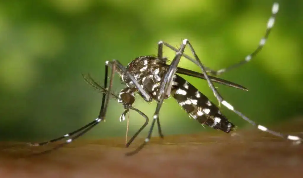 Dengue, Zika, And Chikungunya Risks In Summer