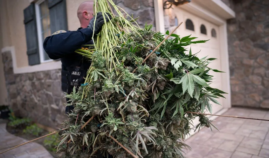How New York and California Botched Marijuana Legalization