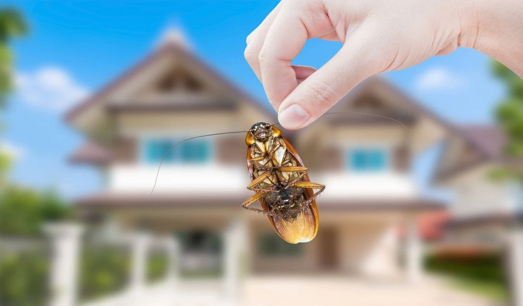 How To Keep Your Home Bug-Free