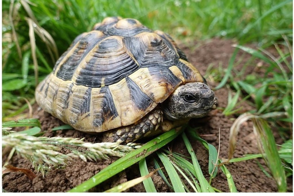 What is the Best Tortoise to Have as a pet