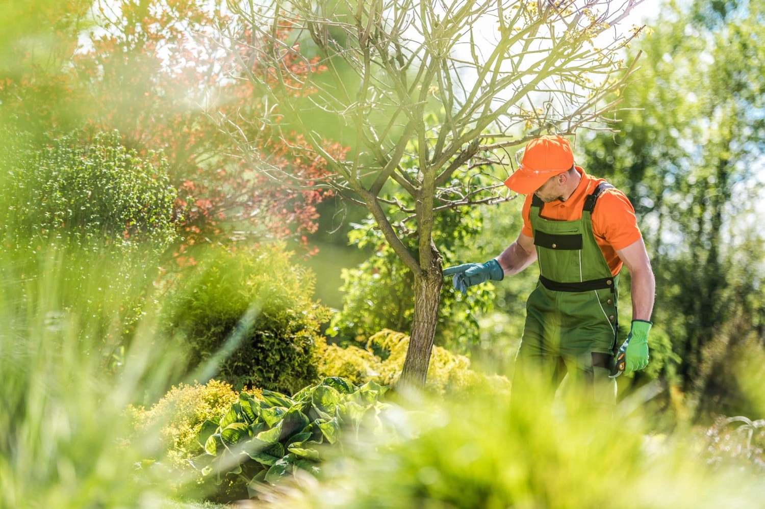 Why Hiring a Professional Tree Care Company is Worth the Investment