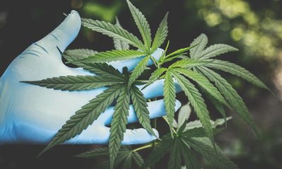 Harvest Cannabis