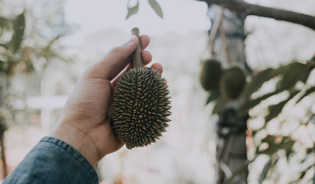 Durian Buffets