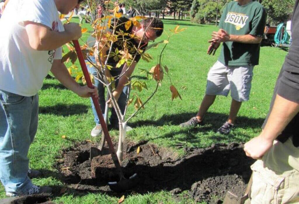 planting tree 1