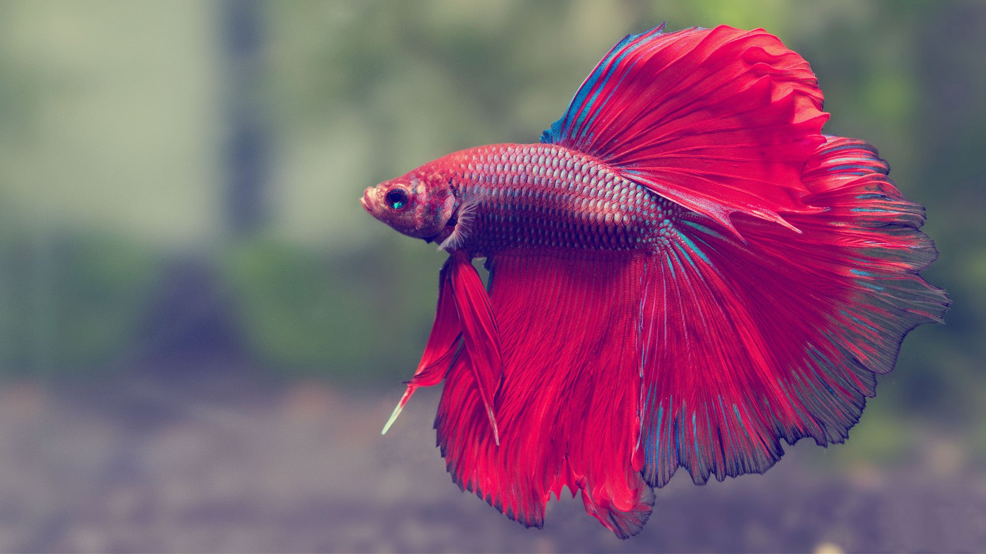 Betta Fish Becoming Popular With Aquarium Enthusiasts in 2023